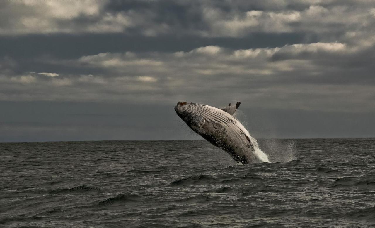 Whale Cove A103 Apartment De Kelders Luaran gambar
